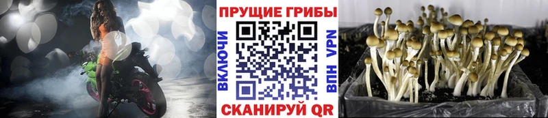 Галлюциногенные грибы Cubensis  Купить где  Игра 